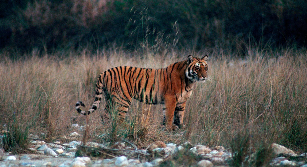 Corbett National Park Jeep Safari