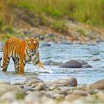 Jim corbett jungle safari